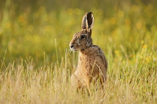 A brown hare (Lepus europaeus) sitting in a meadow, North Rhine-Westphalia, Germany