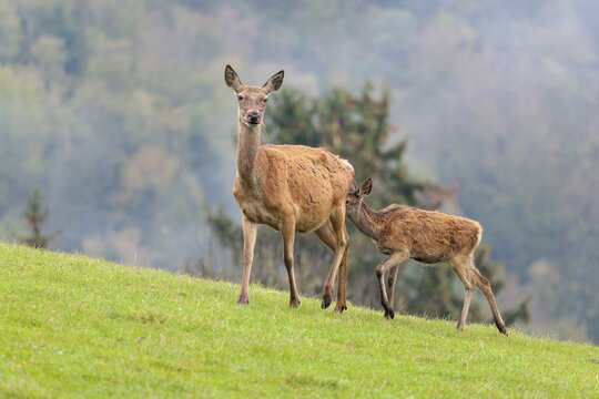A female red deer (Cervus elaphus) and her calf walk across a meadow in hilly terrain. A forest with autumn leaves can be seen in the background. Wisps of mist drift over the forest, Bavaria, Germany