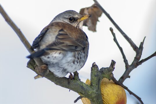 FieldFare, Turdus Pilaris, Juniper Thrush, Birds, Thrush, Garden, Meadow Orchard, Passeri, Songbirds, Orchard, Thrush, Birds, Winter Feeding