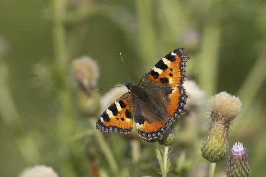 Small tortoiseshell butterfly (Aglais urticae) adult insect feeding on a Creeping thistle flower in summer, Suffolk, England, United Kingdom