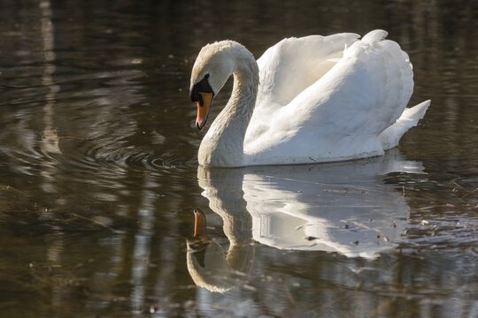 Cygnus olor, mute swan, anatidae, birds, duckbirds, cusp swan, swans, swans, birds, waterbirds
