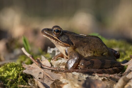 Agile frog, rana dalmatina, jumping frog, amphibians, amphibians, frog, frogs, amphibians