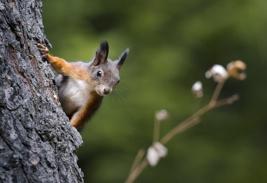 Squirrel (Sciurus vulgaris), climbing on a tree trunk, Grisons, Switzerland