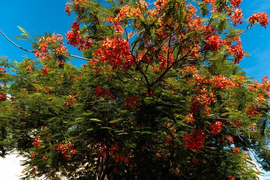 青空に映えるホウオウボク花風景