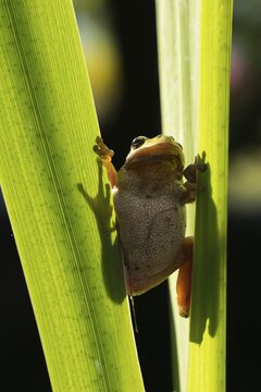 European tree frog, hyla arborea, tree frog, amphibians, amphibians, high size, portrait format, amphibians