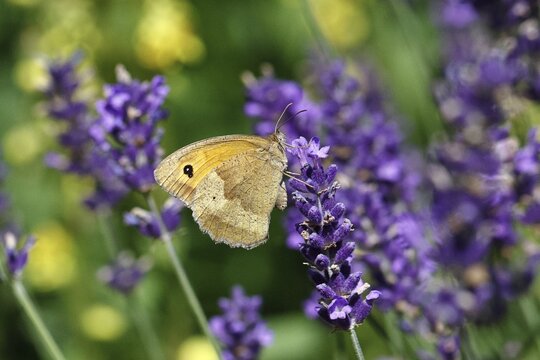Meadow Brown (Maniola jurtina), on a lavender flower (Lavandula angustifolia), collecting nectar from a flower of the true lavender (Lavandula angustifolia), nice bokeh in the background, Wildlife, Insects, Butterflies, Butterfly, Close-up, Macro shot, Wilnsdorf, North Rhine-Westphalia, Germany
