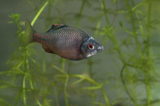 Bitterling, Rhodeus Amarus, Rhodeus Sericeus Amarus, Pisces, Fishes, Pisces