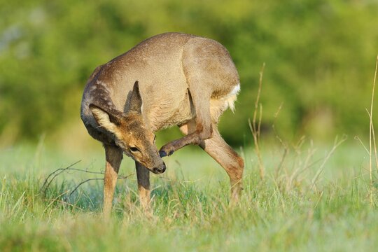 European roe deer (Capreolus capreolus), a doe scratching herself, Lower Saxony, Germany