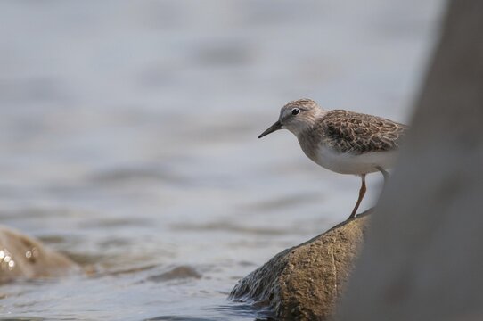 Calidris temminckii, temminck's stint, temminck sandpipers, birds, charadriiformes, limikolen, snipe birds, scolopacidae, birds, waders, waders