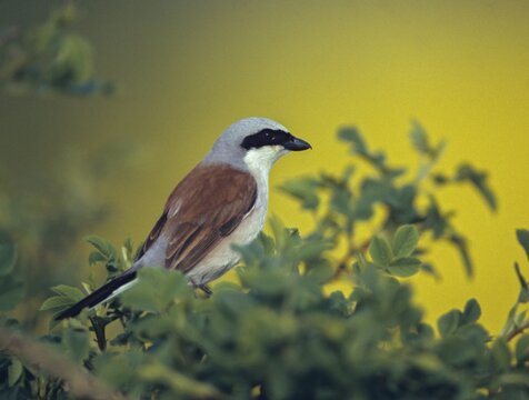 Lanius Collurio, red-backed shrike, redback shrike, birds, male, passeri, songbirds, songbirds, birds, shrikes