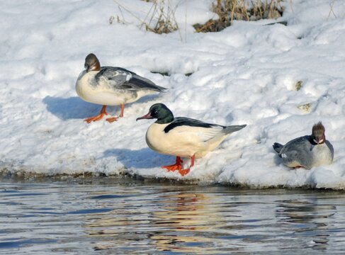 Goosander, geese s&auml;ger, mergus merganser, anatidae, birds, duckbirds, female, male, sawyer, birds, waterbirds, waterbirds, female, winter