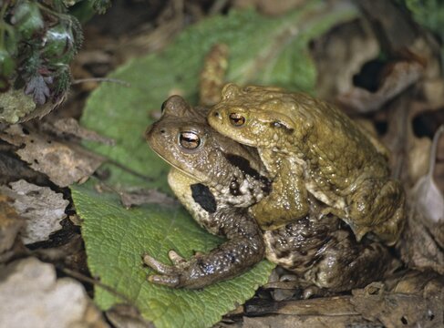 Bufo bufo, common toad, toad, amphibians, amphibians, couple, female, toads, spawning migration, amphibians, male, mating, toads, female