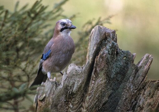 Jays, Garrulus glandarius, jay, birds, corvidae family of birds, passeri, corvids, songbirds, birds