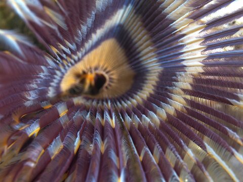 Close-up of a worm with radial pattern in purple and yellow, tube worm (Sabellastarte), dive site Napoleon, Permuteran, Bali, Indonesia