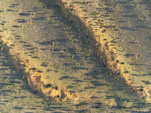 Parallel, linear sand dunes grown with camelthorn trees (Vachellia erioloba) in the Kalahari Desert. During the rainy season with green vegetation. Aerial view. Drone shot. Namibia