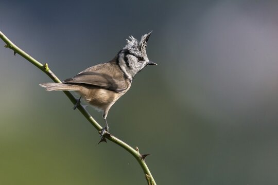 Crested tit, crested tit, Lophophanes cristatus, parus cristatus, birds, tit, passeri, songbirds, tits, birds