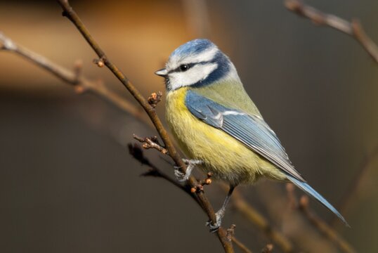 Blue tit, parus caeruleus, birds, tits, passeri, songbirds, songbirds, tits, birds