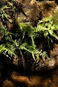 岩肌に広がるシダ植物自然風景