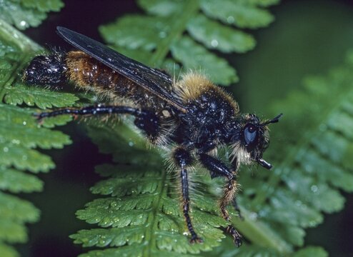 Bumblebee robberfly, yellow murder fly, Laphria flava, murder fly, diptera, insects, predatory flies, two-winged birds