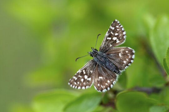 Small cube thighead, Pyrgus Malvae, cube thighead, butterfly, thighead butterfly, grizzled skipper, insects, butterfly, butterflies