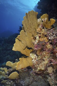 Blade firel coral (Millepora platyphylla), St. Johns dive site, Egypt, Red Sea
