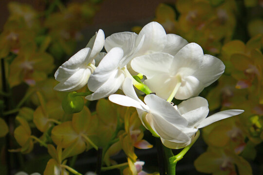 Wei&szlig;e Orchidee
