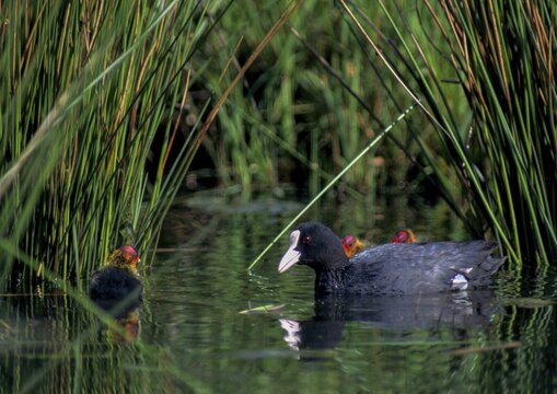 Eurasian Coot coot, dune cub, fulica atra, chick, adult, birds, coot, coot, adult, sexually mature, crane birds, pullus, rails, railbirds, rallidae, birds, waterbirds, waterbirds
