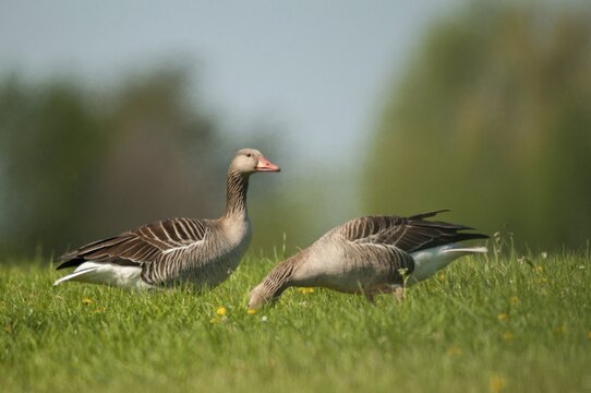 Anser Anser, Greylag or Graylag Goose, Grelag Goose, Anatidae, Birds, Duckbirds, Goose, Geese, Birds, Waterbirds