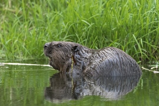 Beaver, castor fiber albicus, elbe beaver, Eurasian beaver, European beaver, rodents, rodentia, beaver, mammals, rodents, mammals