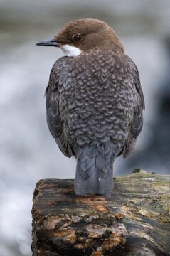 Cinclus cinclus, dippers, birds, high size, portrait, passeri, songbirds, songbirds, birds
