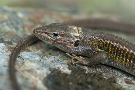 Algerian Sand Racer, Algerian Sandstrider, Psammodromus Algirus, Critters, Lizards, Extremadura, Reptilia, Reptilia, Reptiles, Sleep, Spain