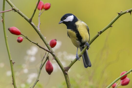 Great tit, great tit, parus major, birds, tits, passeri, songbirds, songbirds, tits, birds