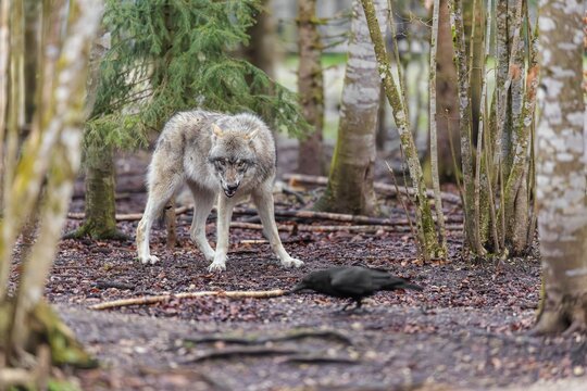 A grey wolf (Canis lupus lupus) standing in a forest on a cloudy day, watching a common raven (Corvus corral) that looks for food oh the forest floor
