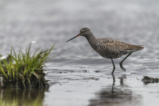 Dark water strider, spotted redshnak, tringa erythropus, birds, charadriiformes, limikolen, snipe birds, scolopacidae, transitory plumage, birds, waders, transitional dress