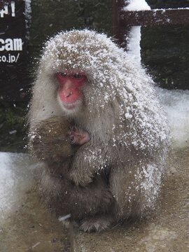 A snow monkey, Japan macaque, japanese macaque (Macaca fuscata), sits with its young at the edge of a hot spring during a snowstorm. Nagano, Japan