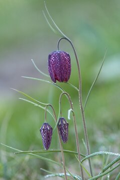 Fritillaria meleagris, lapwing egg, liliaceae, lily family, chess flower, checkerboard flower, snake's head, snake's head fritillary, flora, high size, vertical format, plants, plants