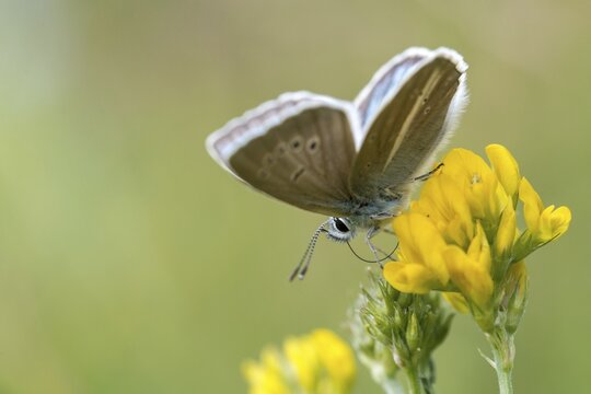 Damon blue, large esparset blue, polyommatus damon, striped blue, white dagger blue, butterfly, insects, butterfly, butterflies, butterflies