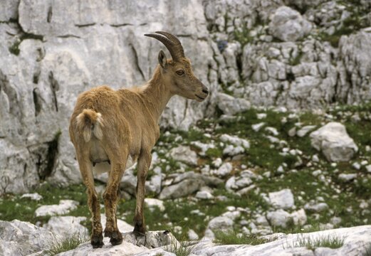 Alpine ibex, artiodactyla, capra ibex, even-toed ungulate, cloven-hoofed, Slovenia, ibex, Triglav national park, female, mammals, national park, mammals, triglav, female, goats