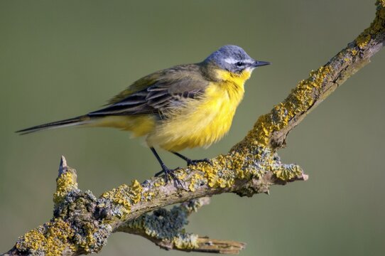 Motacilla flava, sheeptail, western yellow wagtail, yellow wagtail, birds, male, passeri, songbirds, birds