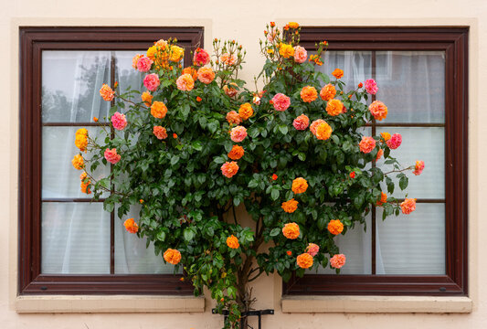 Blooming orange and pink climbing roses between two house windows