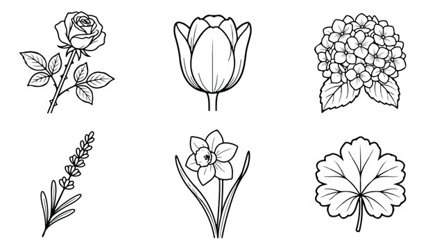 Minimalist botanical line art set, 6 floral vector icons. Black and white flower sketches for coloring or wedding stationery.