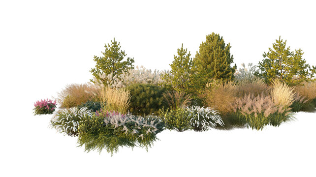 landscape composition with evergreen coniferous trees and ornamental pampas grass (conifers and pampas grass) isolated PNG on a transparent background premium nature cutout
