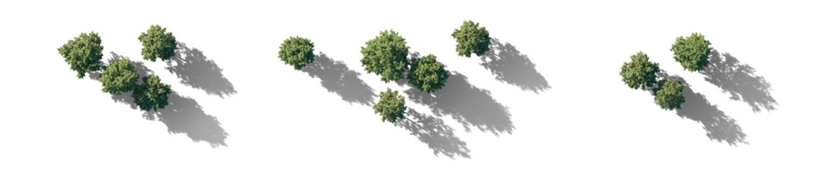 top view tree group with shadows (aerial tree canopy, overhead tree cluster) isolated PNG on a transparent background premium nature cutout