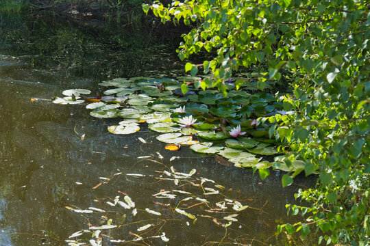 A sunlit pond with green lily pads and pink water lilies. Lush green trees frame the right bank, enhancing the serene natural scene - Church Wood and Old Quarry, Bury, UK