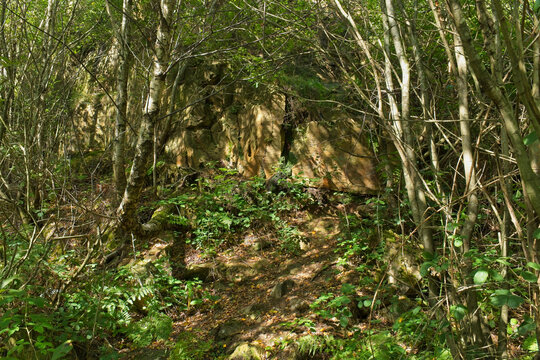A sun-dappled forest scene featuring a rugged rock face partially hidden by slender trees and lush green undergrowth - Church Wood and Old Quarry, Bury, UK