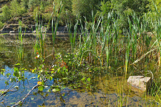 A vibrant pond scene features tall green reeds, floating leaves, and a clear shallow bottom. Sunlight reflects off the tranquil water and surrounding lush vegetation - Church Wood and Old Quarry, Bury