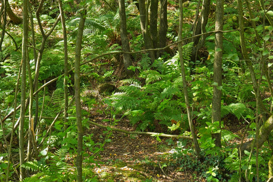 A vibrant green forest floor with dense undergrowth and dappled sunlight illuminating a narrow, winding path - Church Wood and Old Quarry, Bury, UK