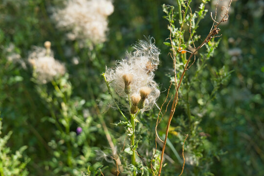 A detailed close-up of a thistle-like plant with light brown seed pods and abundant white, fluffy seeds dispersing. Green foliage fills the sunny background - Church Wood and Old Quarry, Bury, UK