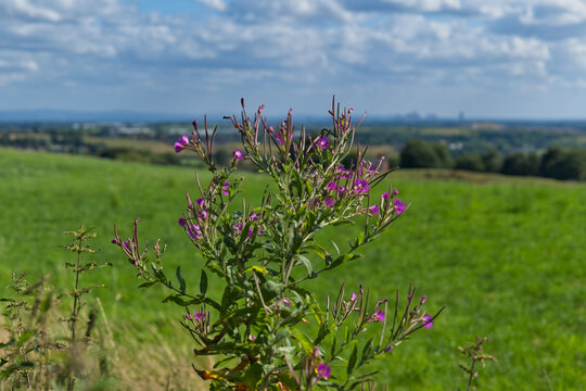 A flowering plant with purple blooms stands in a vibrant green field, overlooking a distant city skyline under a partly cloudy sky - Church Wood and Old Quarry, Bury, UK