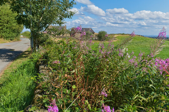 A vibrant outdoor scene shows tall pink-flowered plants beside a country road. In the distance, a house and green fields are visible under a bright blue sky - Church Wood and Old Quarry, Bury, UK